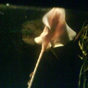 North Sea Oceanarium - Aquarium