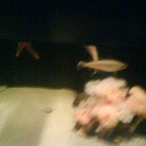 North Sea Oceanarium - Aquarium