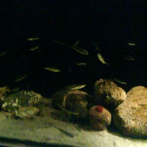 North Sea Oceanarium - Aquarium