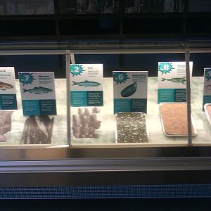 North Sea Oceanarium - Exhibition