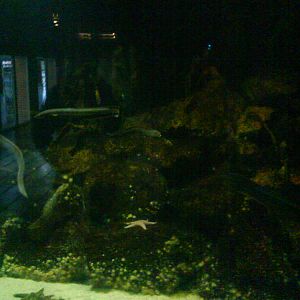 North Sea Oceanarium - Aquarium