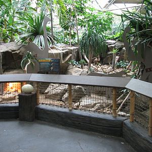 Tropics Trail - Radiated Tortoise Exhibit