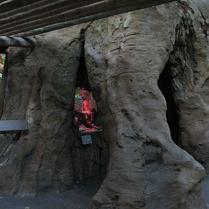 Tropics Trail - Baobab Tree Trunk