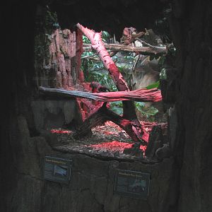 Tropics Trail - Standings Day Gecko and Lesser Hedgehog Tenrec Exhibit