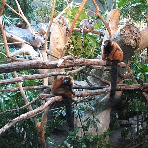 Tropics Trail - Ring-tailed and Red-ruffed Lemurs Exhibit
