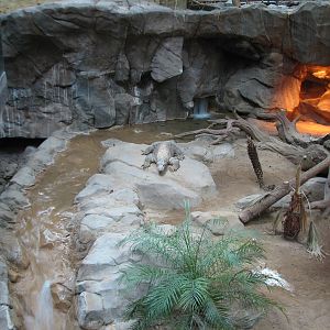 Tropics Trail - Komodo Dragon Exhibit