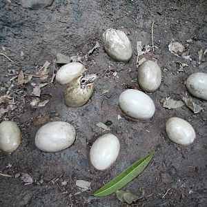 Tropics Trail - Komodo Dragon Exhibit - Simulated Nest