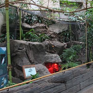 Tropics Trail - Bali Mynah and Indian Star Tortoise Exhibit