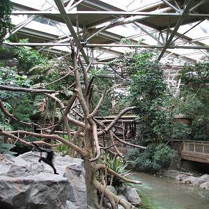 Tropics Trail - White-cheeked Gibbon and Waterfowl Exhibit