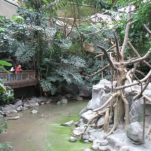 Tropics Trail - White-cheeked Gibbon and Waterfowl Exhibit