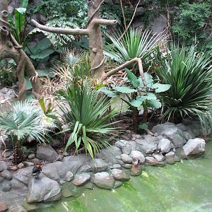 Tropics Trail - White-cheeked Gibbon and Waterfowl Exhibit