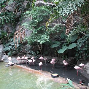 Tropics Trail - Lesser Flamingo Exhibit