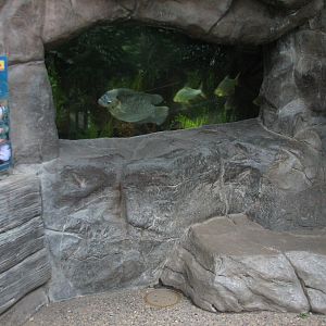 Tropics Trail - Asian Freshwater Fish Exhibit