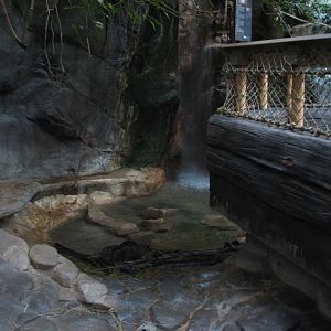 Tropics Trail - Asian Small-clawed Otter Exhibit