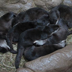 Tropics Trail - Asian Small-clawed Otter
