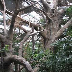 Tropics Trail - Great Hornbill Exhibit