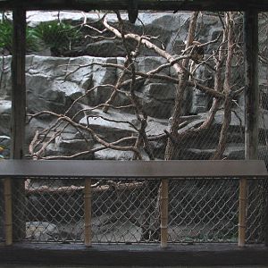 Tropics Trail - Matschies Tree Kangaroo Exhibit