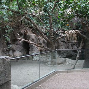 Tropics Trail - Malayan Tapir and Binturong Exhibit