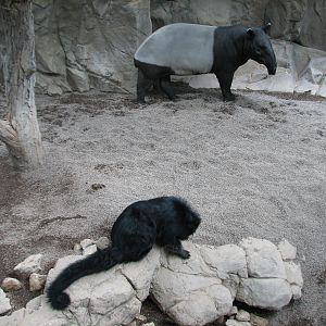Tropics Trail - Malayan Tapir and Binturong