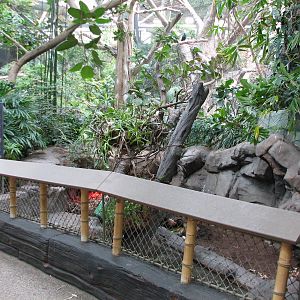 Tropics Trail - Asian Forest Tortoise Exhibit