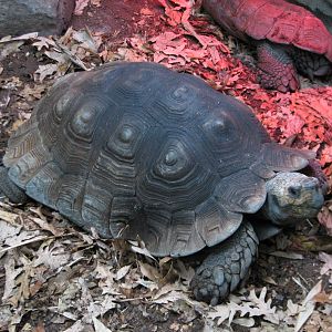 Tropics Trail - Asian Forest Tortoise