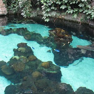 Tropics Trail - Tropical Indo-Pacific Coral Reef - Upper View