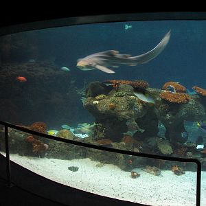 Tropics Trail - Tropical Indo-Pacific Coral Reef