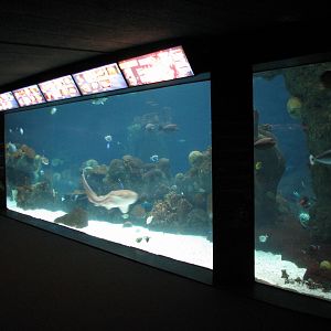 Tropics Trail - Tropical Indo-Pacific Coral Reef - Underwater Viewing Area