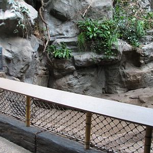 Tropics Trail - Visayan Warty Pig Exhibit