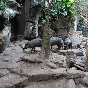 Tropics Trail - Visayan Warty Pig Exhibit