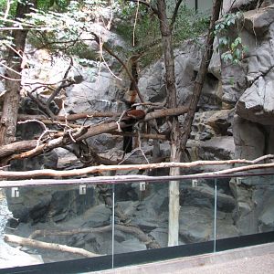 Tropics Trail - Red Panda and Long-tailed Goral Exhibit