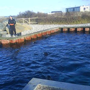 North Sea Oceanarium - Sealarium