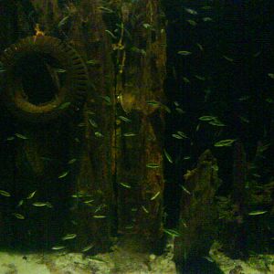 North Sea Oceanarium - Aquarium