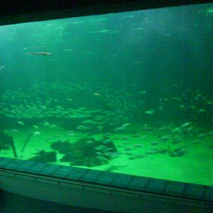 North Sea Oceanarium - Oceanarium