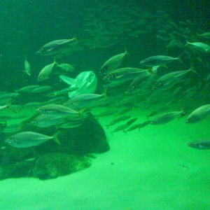 North Sea Oceanarium - Oceanarium