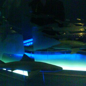 North Sea Oceanarium - Exhibition