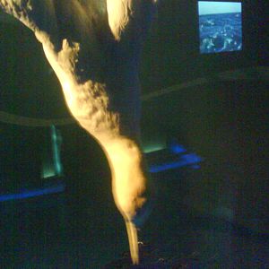 North Sea Oceanarium - Exhibition