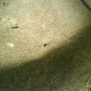 North Sea Oceanarium - Aquarium