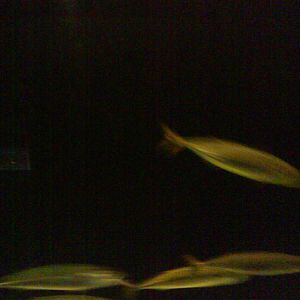 North Sea Oceanarium - Aquarium