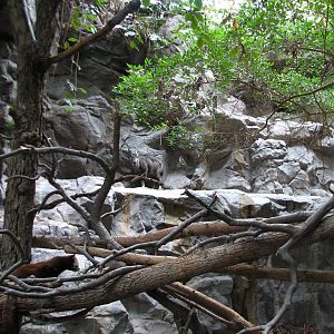 Tropics Trail - Red Panda and Long-tailed Goral Exhibit