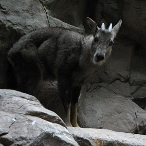 Tropics Trail - Long-tailed Goral