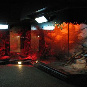 Tropics Trail - Prevosts Squirrel, Pygmy Loris, and Burmese Python Exhibits