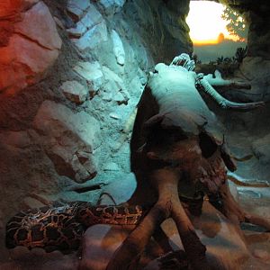 Tropics Trail - Burmese Python Exhibit