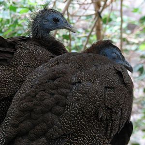Tropics Trail - Flight Zone - Malay Great Argus Pheasant