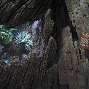 Tropics Trail - Yellow-banded and Blue Poison Frogs Exhibit