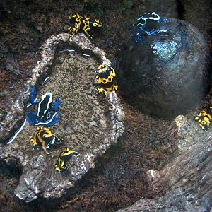 Tropics Trail - Yellow-banded and Blue Poison Frogs