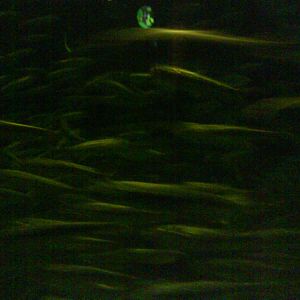 North Sea Oceanarium - Aquarium