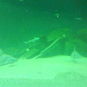 North Sea Oceanarium - Oceanarium