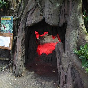 Tropics Trail - Red-rumped Agouti, Linnes Two-toed Sloth, Golden Lion Tamar