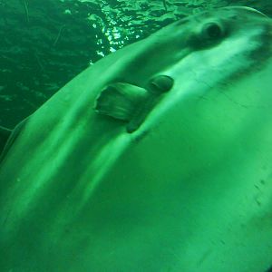 North Sea Oceanarium - Oceanarium